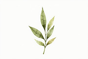 Olive Oil Watercolor Clipart Bundle, an Illustration by BIPLOB EXPERT (Thumbnail 2 of 13)