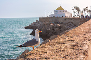 Seagull on waterfront seawall in, an Architecture Photo by kavalenkava