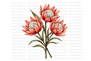 Dried Protea Bloom, a Decorative Illustration by Bloom Craft Creations (Thumbnail 10 of 10)