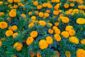 Top view of blooming marigolds and green leaves, a Nature Photo by DanFLCreativo