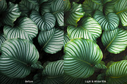 Fresh & White Lightroom Collection, an Action Add-On by Andit themes (Thumbnail 6 of 11)