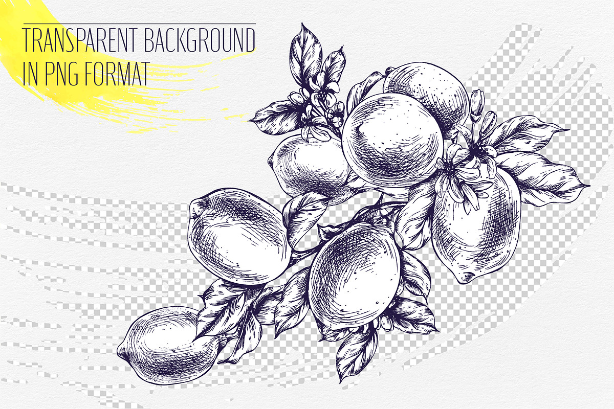 Vintage Lemon Engraving Collection, a Food Illustration by NATASHA CHU (Photo 7 of 14)
