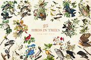 90 Vintage Birds of America, an Illustration by The Object Atlas (Thumbnail 5 of 9)