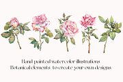 Watercolor Garden Rose Clipart, a Decorative Illustration by Jeanna Draw (Thumbnail 8 of 11)