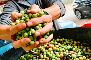 man grabbing fresh arbequina olives in Spain, a Photo by Nito