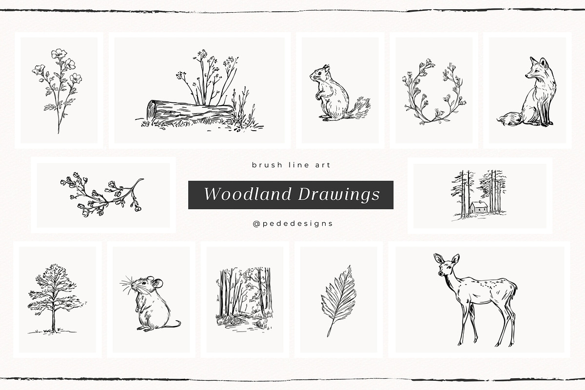 Woodland Drawings, an Animal Illustration by PeDe Designs (Photo 9 of 9)