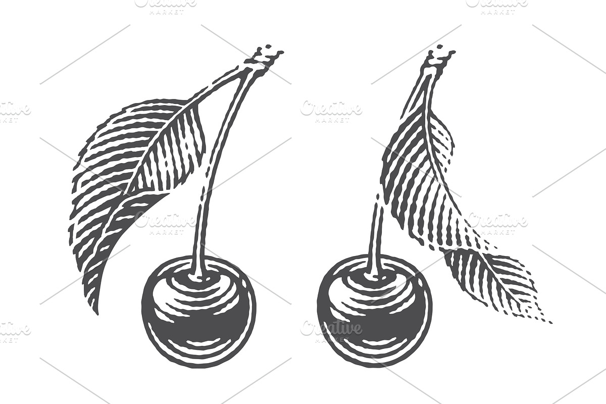 Cherry set engravings #3, a Food Illustration by Irina Trusova (Photo 5 of 5)