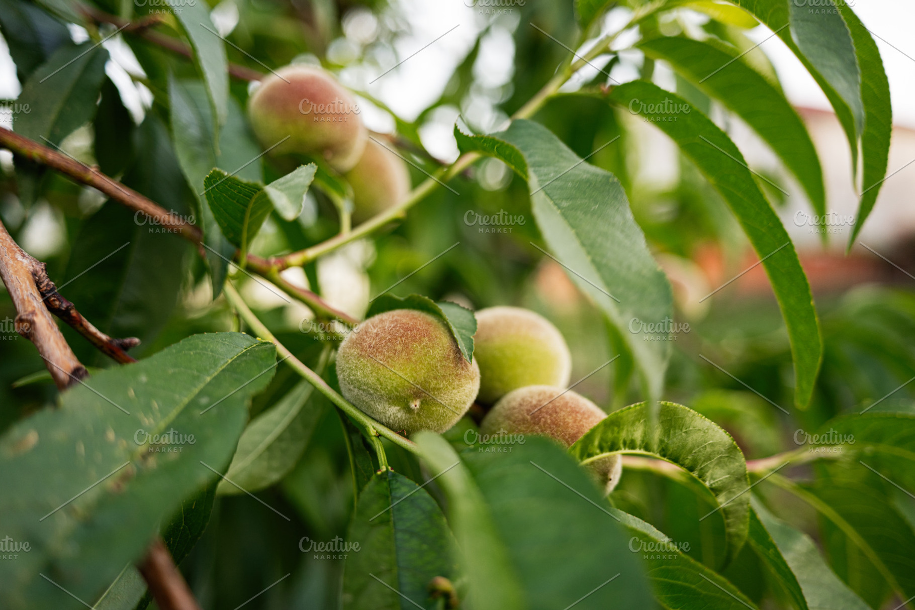 Ripe peaches growing on a tree branch with vibrant green leaves, a Photo by AS photostudio