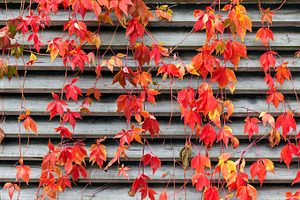 Red creeper in autumn, a Nature Photo by BOOCYS