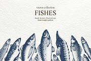 Fish Vector Collection, an Animal Illustration by Lubov Illustrations Shop (Thumbnail 1 of 6)