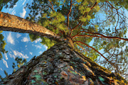 98 Trees view from below, a Nature Photo by Handmadefont (Thumbnail 69 of 98)