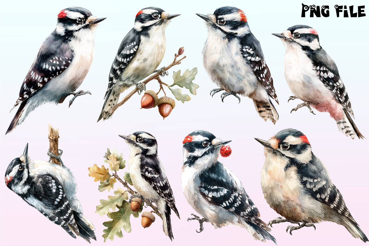 Downy Woodpecker Clipart,, a Graphic by CitraGraphics (Photo 3 of 4)
