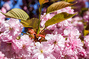 Japanese cherry blossom in spring. Macro view, a Nature Photo by GoodGoods (Thumbnail 2 of 2)