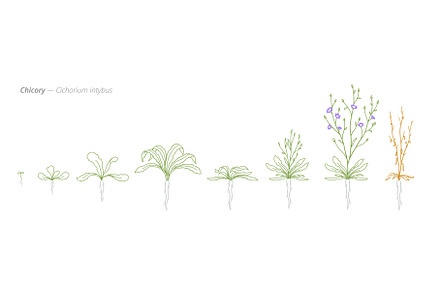 Chicory Growth Stages Vector