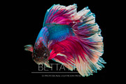 Betta Fish Lr Presets, an Action Add-On by PandoraDreams (Thumbnail 1 of 4)