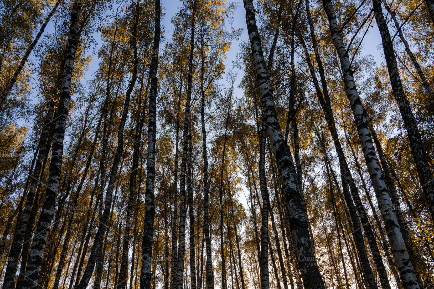 Tall birch tree trunks with yellow autumn foliage against a blue sky. Nature ba, a Nature Photo by Eugene_Photo