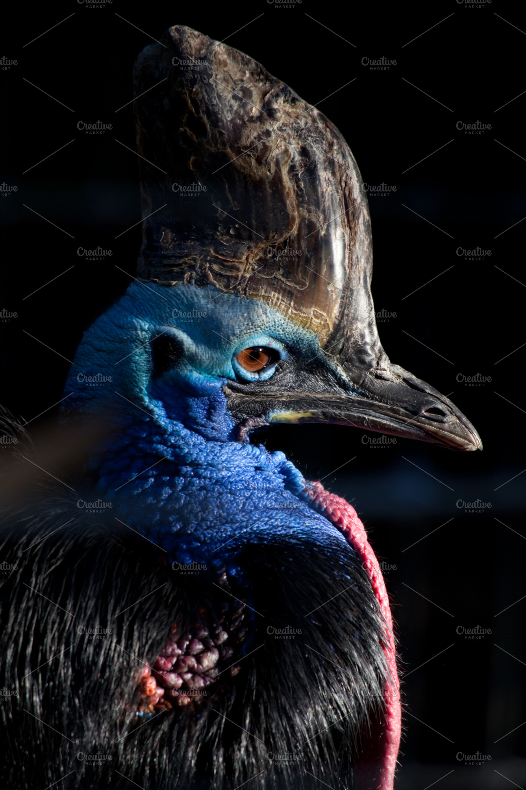 Cassowary Stock Photo
