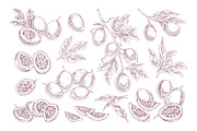 Exotic passion fruit, hand-drawn set, a Food Illustration by Good Studio (Thumbnail 3 of 3)