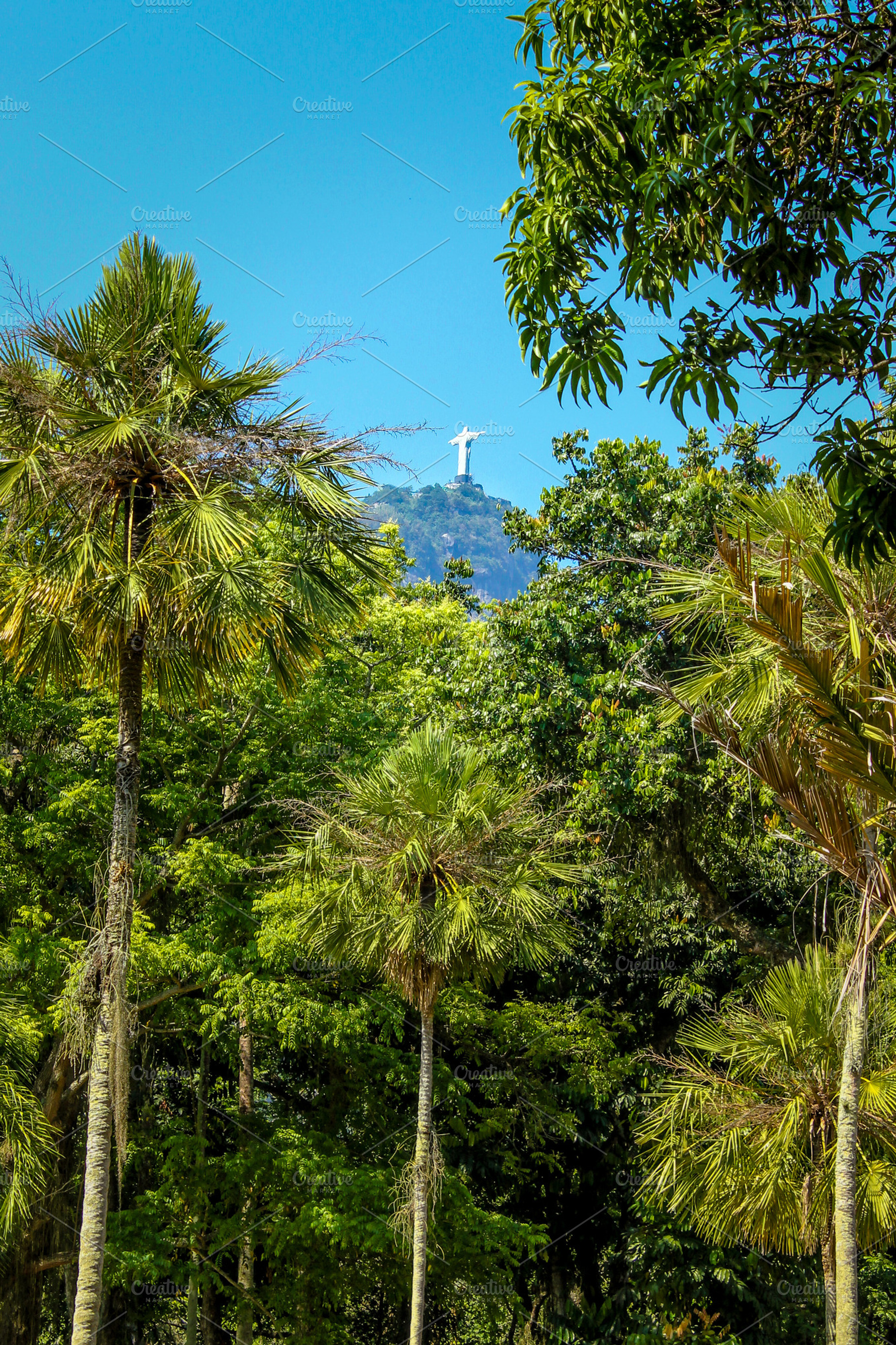 Rio de Janeiro Botanical Garden, a Nature Photo by doefler