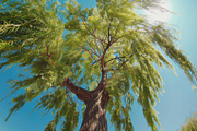 98 Trees view from below, a Nature Photo by Handmadefont (Thumbnail 96 of 98)