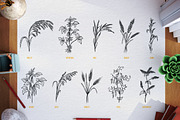 Agriculture plants, a Food Illustration by CGterminal (Thumbnail 1 of 5)
