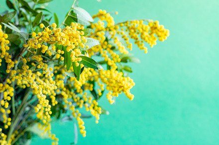 mimosa flowers