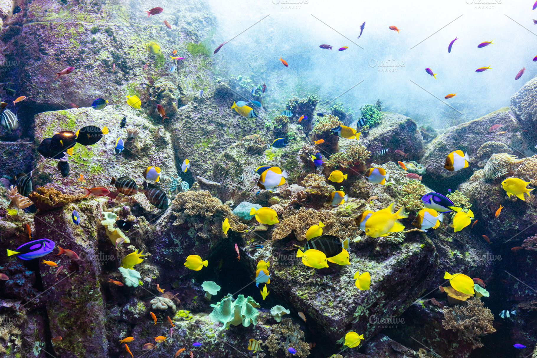 Underwater coral reef and fish., a Nature Photo by Photocreo Michal Bednarek