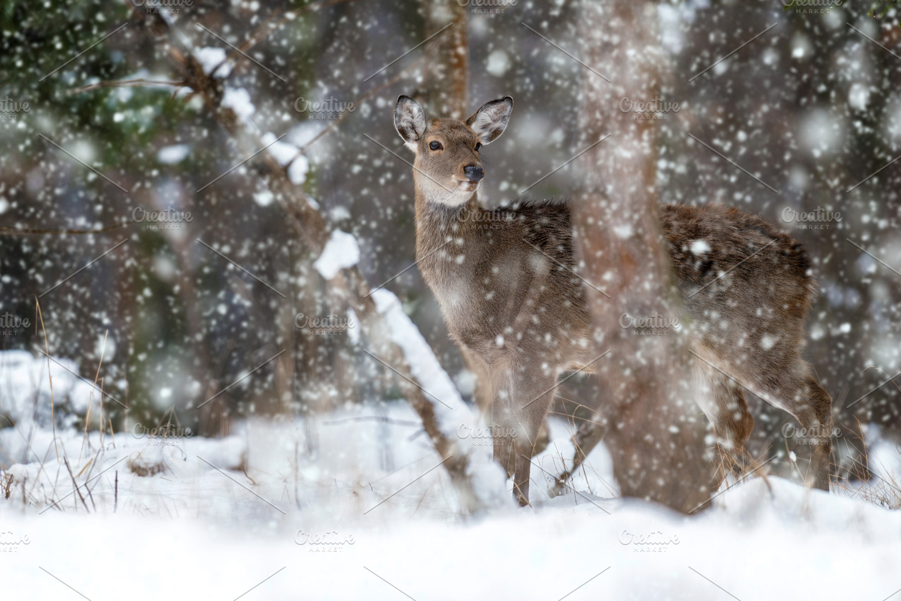 Snow falls on a deer standing in a winter landscape among trees, an Animal Photo by Byrdyak