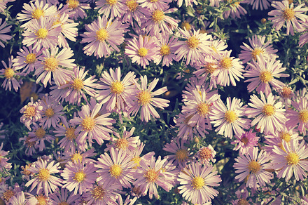 Retro Photo Of Lavender Flowers preview 6
