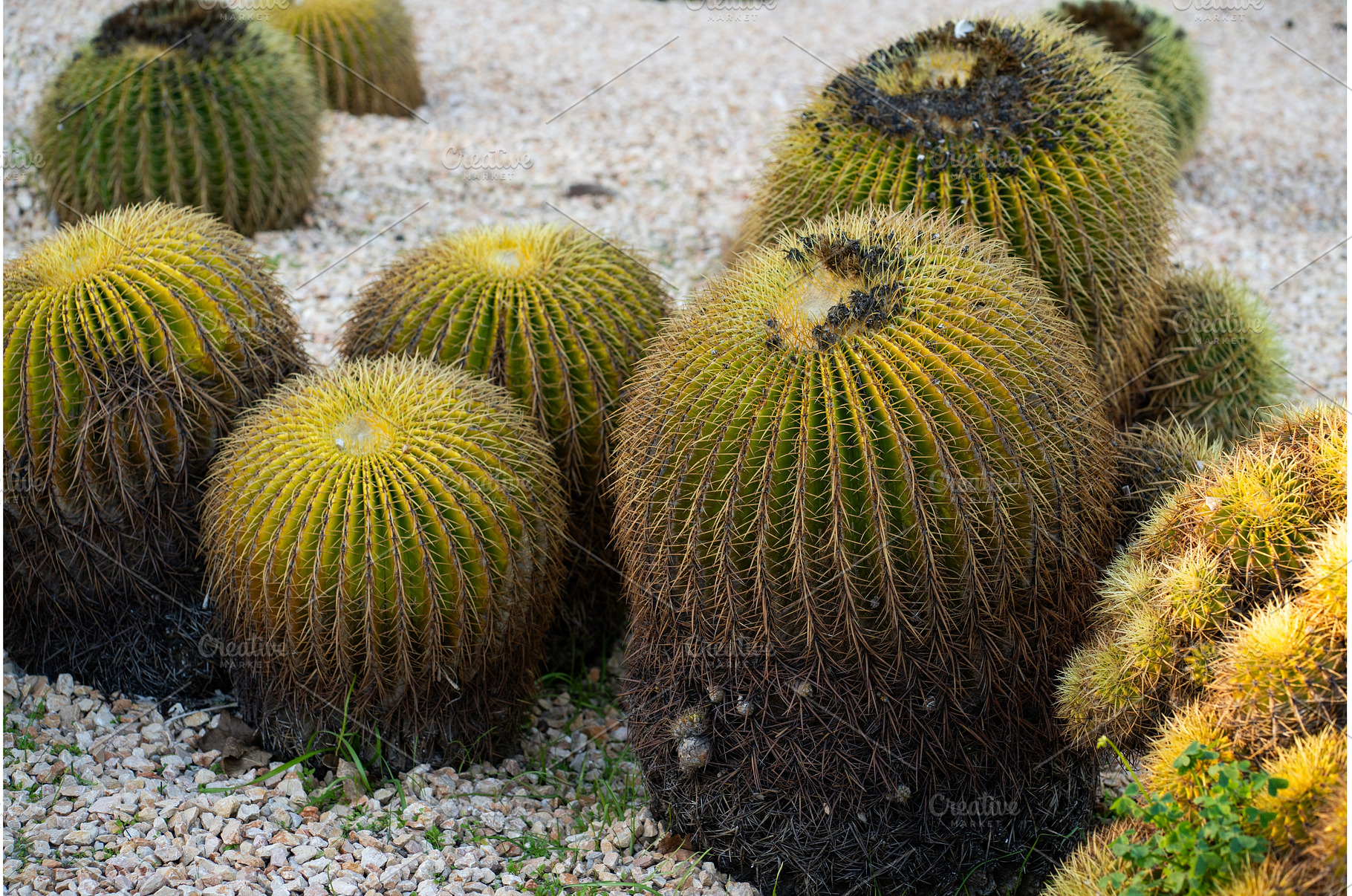 Golden barrel cacti thriving in arid, a Nature Photo by volodymyrshtun13795