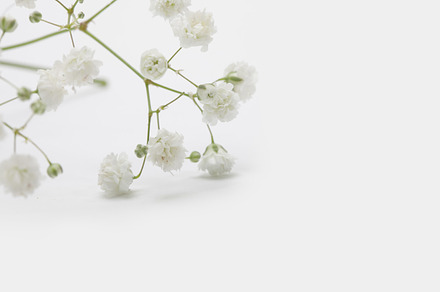 White flower on light background featuring abstract, backdrop, and background, a Nature Photo by Liliia Rudchenko