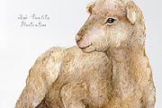 Watercolor lamb, sheep clipart, an Animal Illustration by yana.fefelova (Thumbnail 3 of 4)