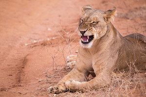 Lionesses in aberdare national park featuring lioness, wild, and wildlife