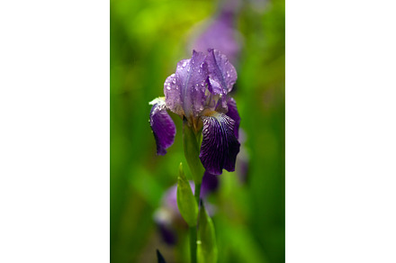 Close-up of a Vibrant Purple Iris