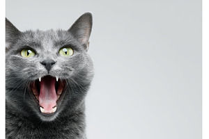 The gray cat glances up, emitting a, an Animal Photo by ZinetroN