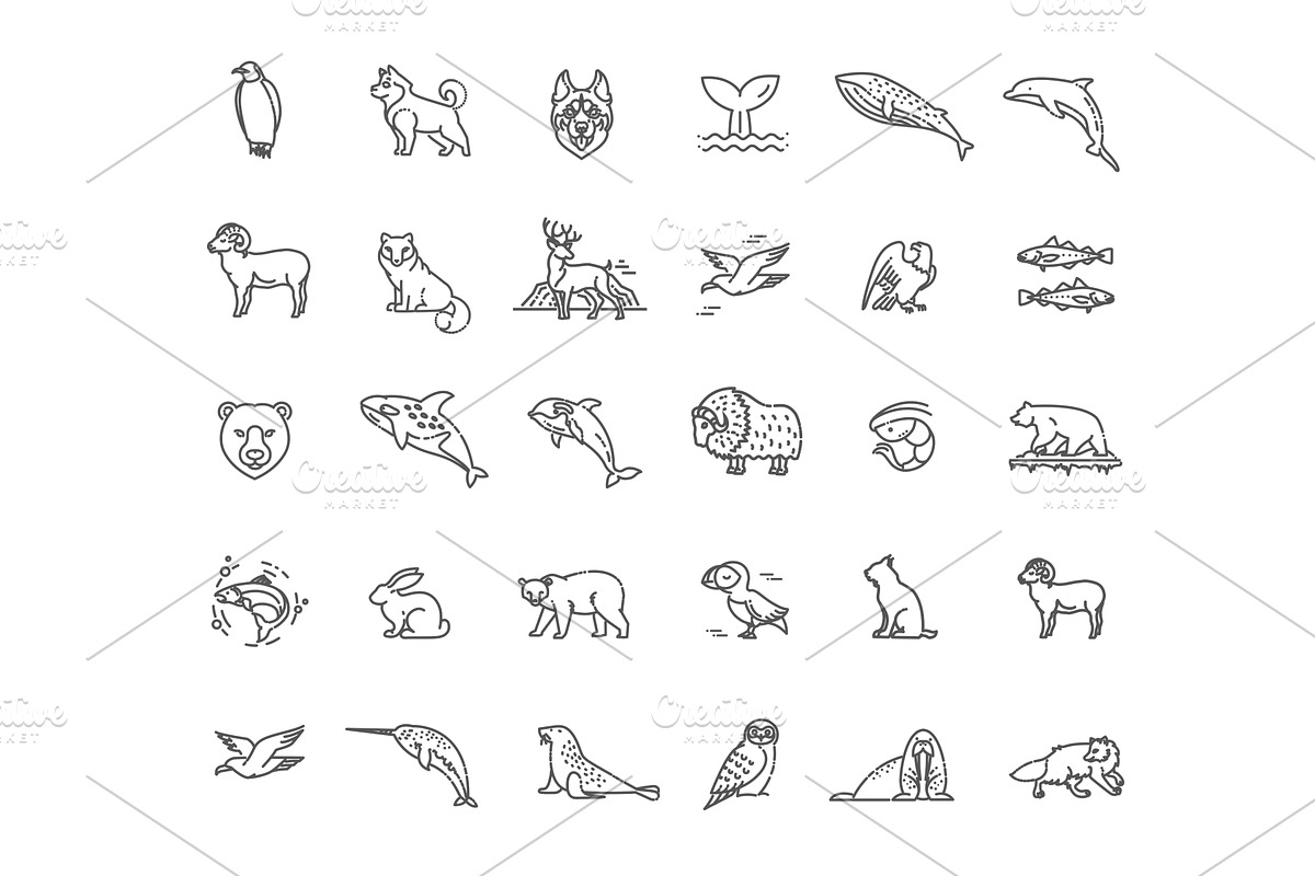 Set of linear vector Arctic animals, an Animal Illustration by Tettygreen