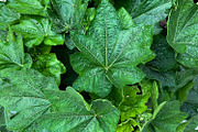Green Natural Leaves Texture, a Photo by VetalStock (Thumbnail 8 of 8)