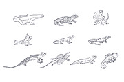 Breeds Lizard Hand-Drawn Vol. 2, an Animal Illustration by SLAB! Design (Thumbnail 3 of 3)