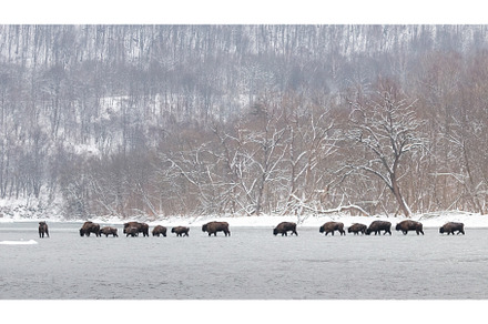 Herd of european bison crossing, an Animal Photo by WildMedia
