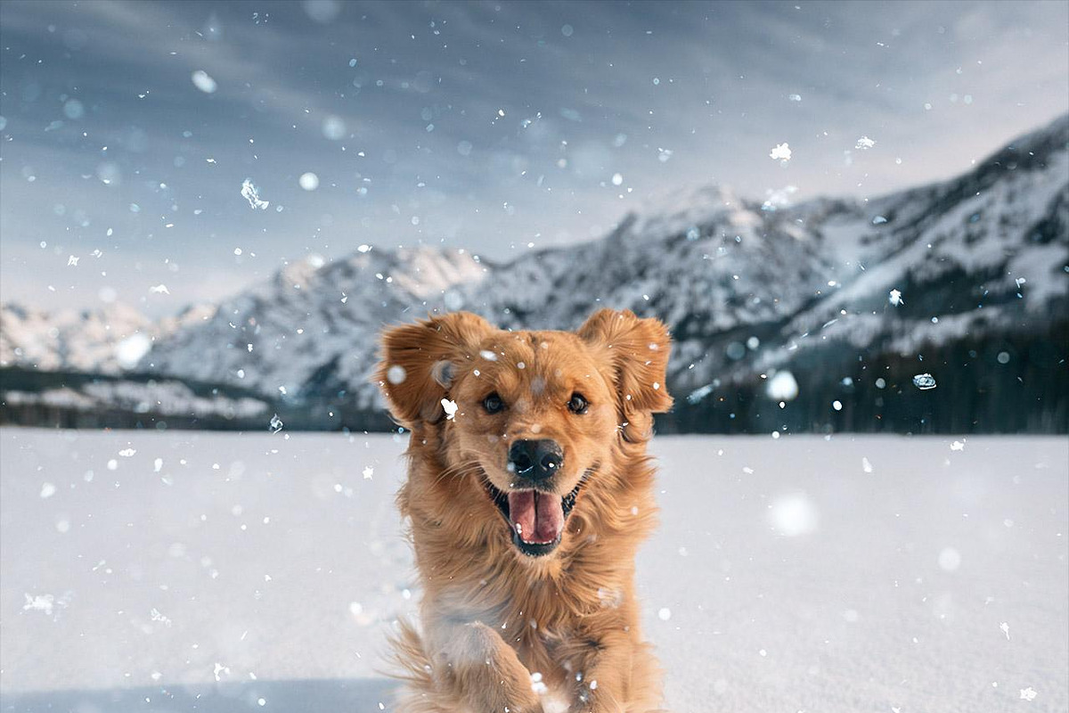 Realistic Snow Overlays (PNG & JPG), a Layer Style Add-On by Walllow Creatives (Photo 3 of 7)