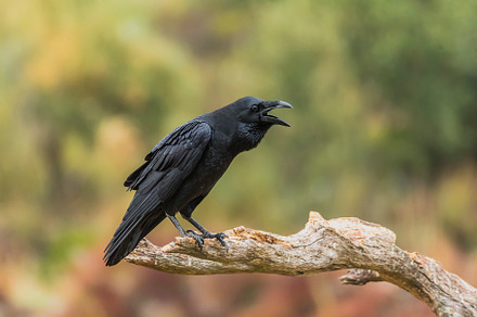 Phoenicurus phoenicurus containing phoenicurus, redstart, and bird preview 6