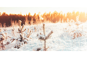 Winter Landscape With The Pine, a Nature Photo by Our Amazing World