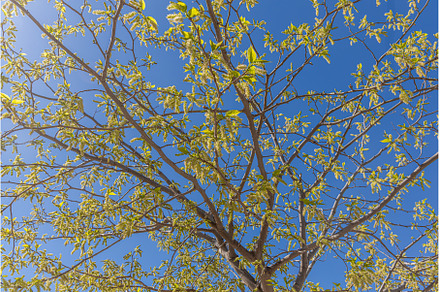 A beautiful mulberry tree with green