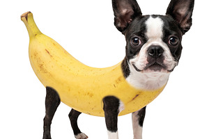 Isolated photo o boston terrier dogs with banana body, an Animal Photo by DanFLCreativo