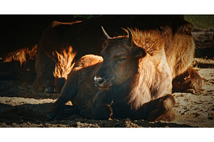 A European Bison Or Bison Bonasus, an Animal Photo by Our Amazing World