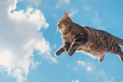 116 Flying animals, an Animal Photo by Handmadefont (Thumbnail 39 of 119)