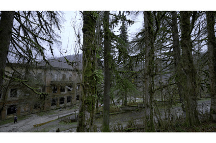 Mossy trees and an abandoned, an Architecture Photo by Media Whale Stock