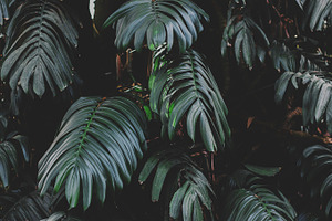 Moody Tropical Monstera Leaves