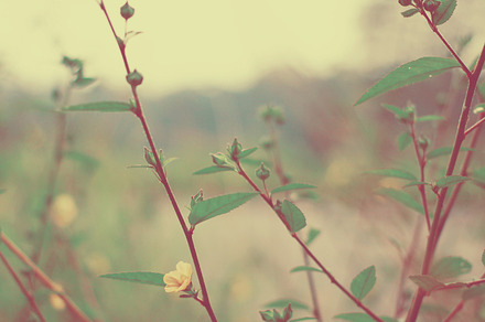 Vintage Flower Containing Vintage Flower And Floral preview 6