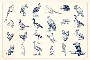 Vintage Hand Drawn Birds